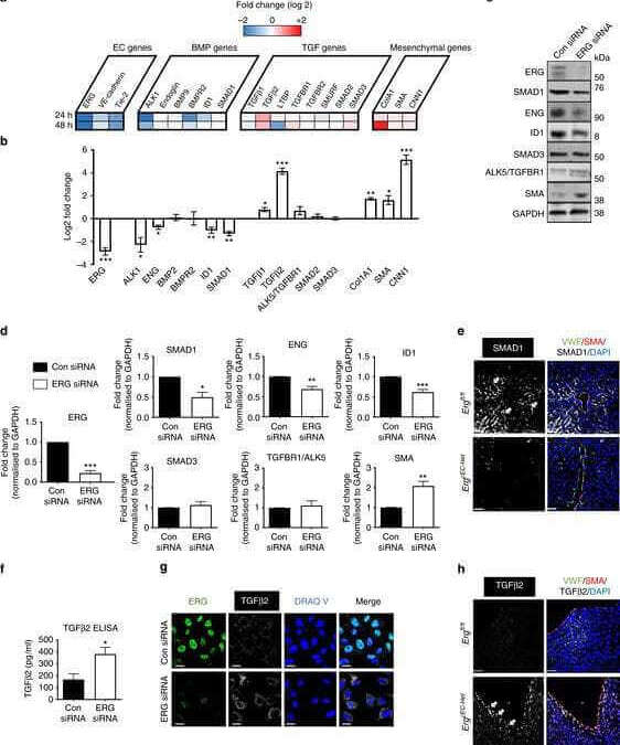 Dynamic regulation of canonical TGFβ signalling by endothelial transcription factor ERG protects from liver fibrogenesis