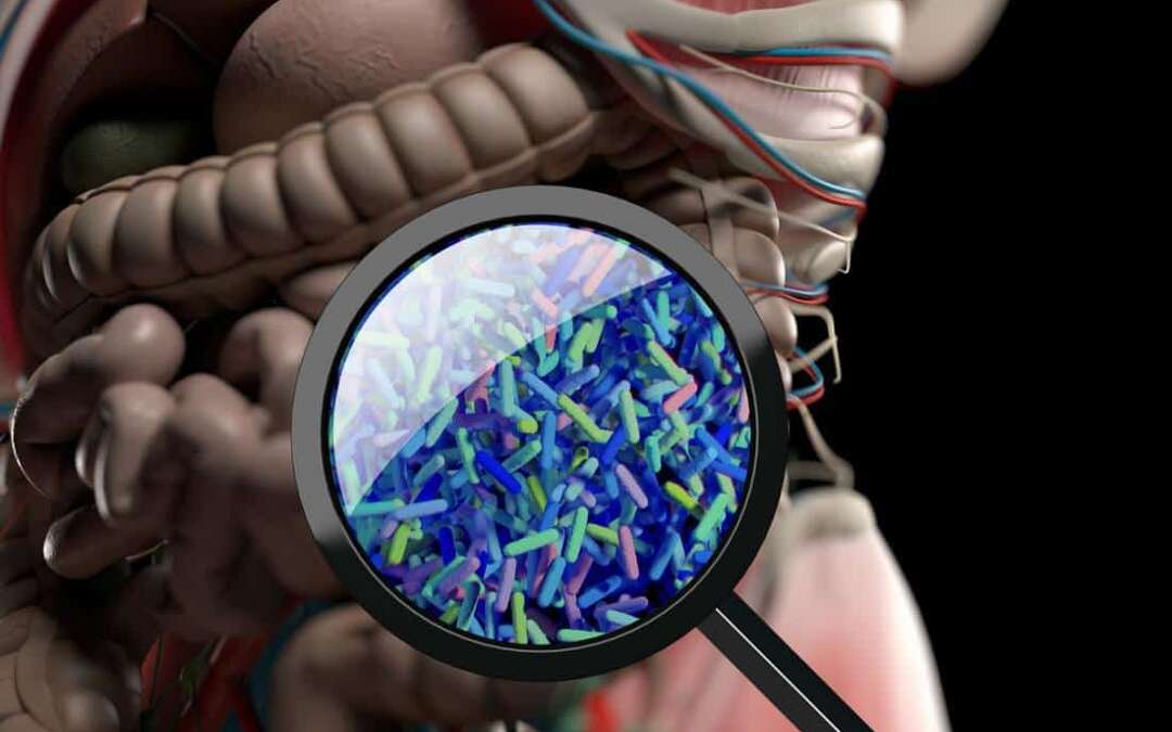 PTSD linked to changes in gut bacteria