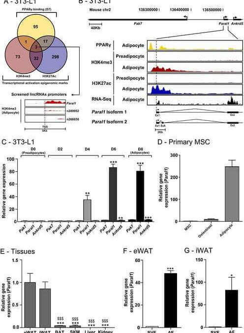 The RBM14/CoAA-interacting, long intergenic non-coding RNA Paral1 regulates adipogenesis and coactivates the nuclear receptor PPARγ