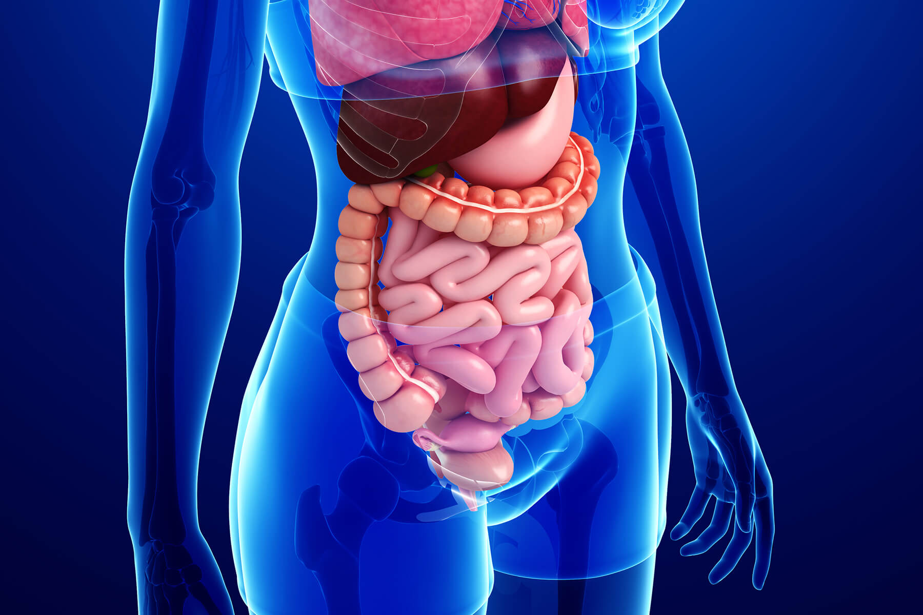 Gastrointestinal : A quick introduction - MedicalRecords.com